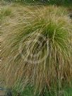 Carex secta