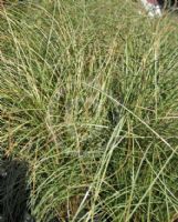 Carex Frosted Curls