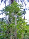 Carica papaya