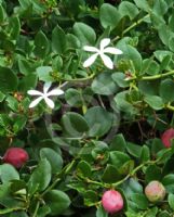 Carissa macrocarpa Green Carpet