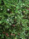Carissa macrocarpa Green Carpet