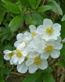 Carpenteria californica