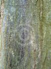 Carpinus betulus