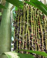 Caryota urens