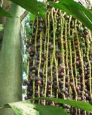 Caryota urens