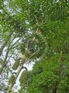 Caryota urens