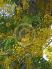 Cassia fistula