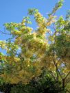 Cassia javanica