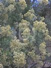 Cassinia quinquefaria