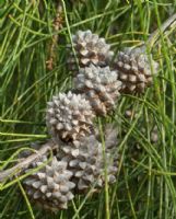 Casuarina cristata