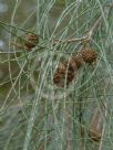 Casuarina cristata