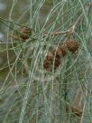 Casuarina cristata