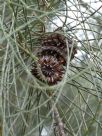 Casuarina cristata