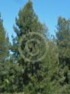 Casuarina cristata