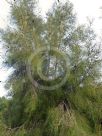 Casuarina cristata