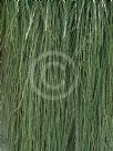 Casuarina glauca prostrate form