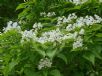 Catalpa speciosa