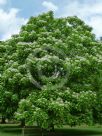 Catalpa speciosa