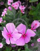 Catharanthus roseus Roseus Group