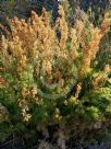 Caustis recurvata