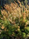 Caustis recurvata