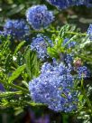 Ceanothus papillosus