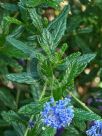 Ceanothus papillosus