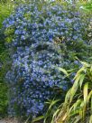 Ceanothus papillosus