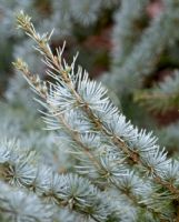 Cedrus atlantica glauca