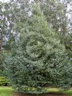 Cedrus atlantica glauca