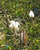 Ceiba pentandra