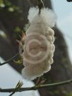 Ceiba speciosa