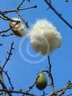 Ceiba speciosa