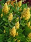 Celosia argentea cristata Plumosa Group