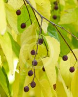 Celtis occidentalis