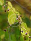 Celtis occidentalis