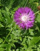 Centaurea dealbata Steenbergii