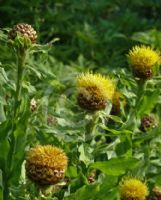 Centaurea macrocephala