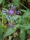 Centaurea montana