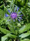 Centaurea montana