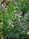 Centaurea montana