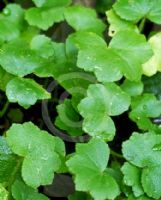 Centella asiatica