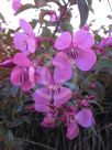 Centradenia floribunda