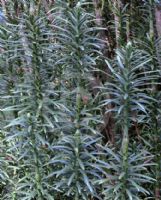 Cephalotaxus harringtonia Fastigiata