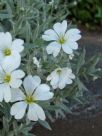 Cerastium tomentosum