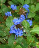 Ceratostigma plumbaginoides