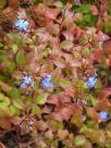 Ceratostigma willmottianum