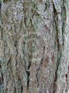 Cercidiphyllum japonicum