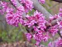 Cercis siliquastrum