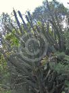 Cereus hildmannianus